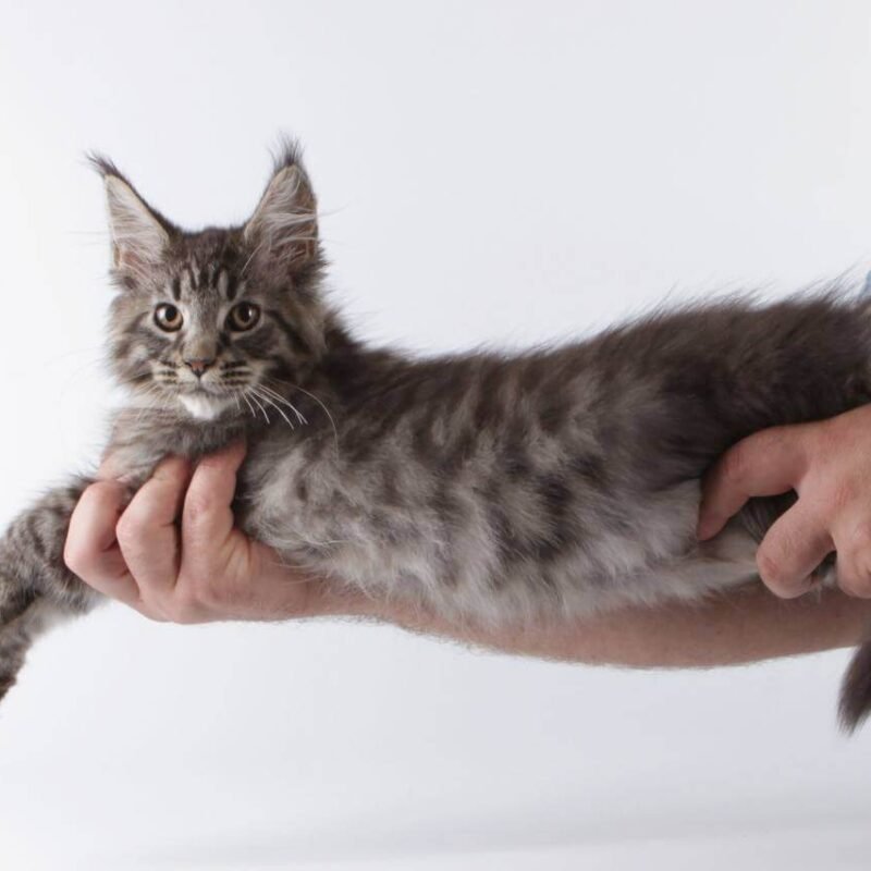 Lorry Maine Coon Black Spotted Female