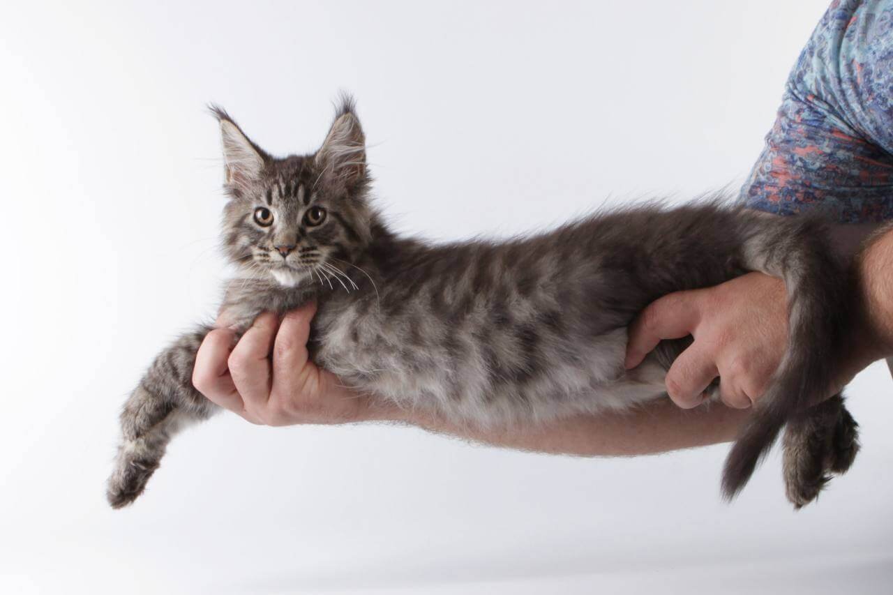 Lorry Maine Coon Black Spotted Female