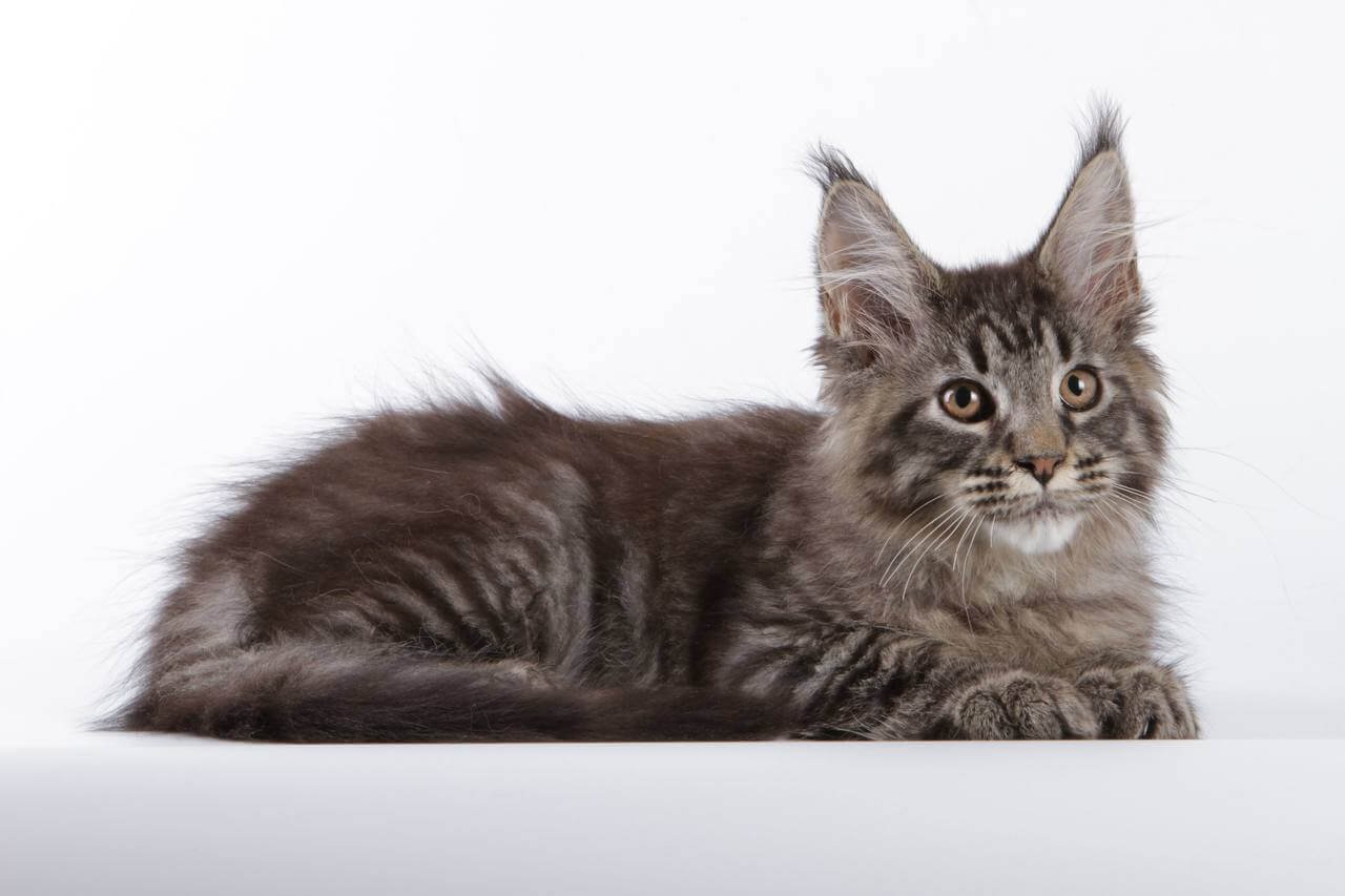 Lorry Maine Coon Black Spotted Female - Image 2