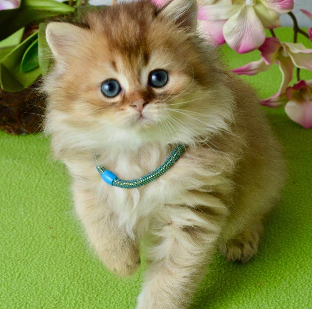 Liam Scottish Straight Black Golden Male - Image 4