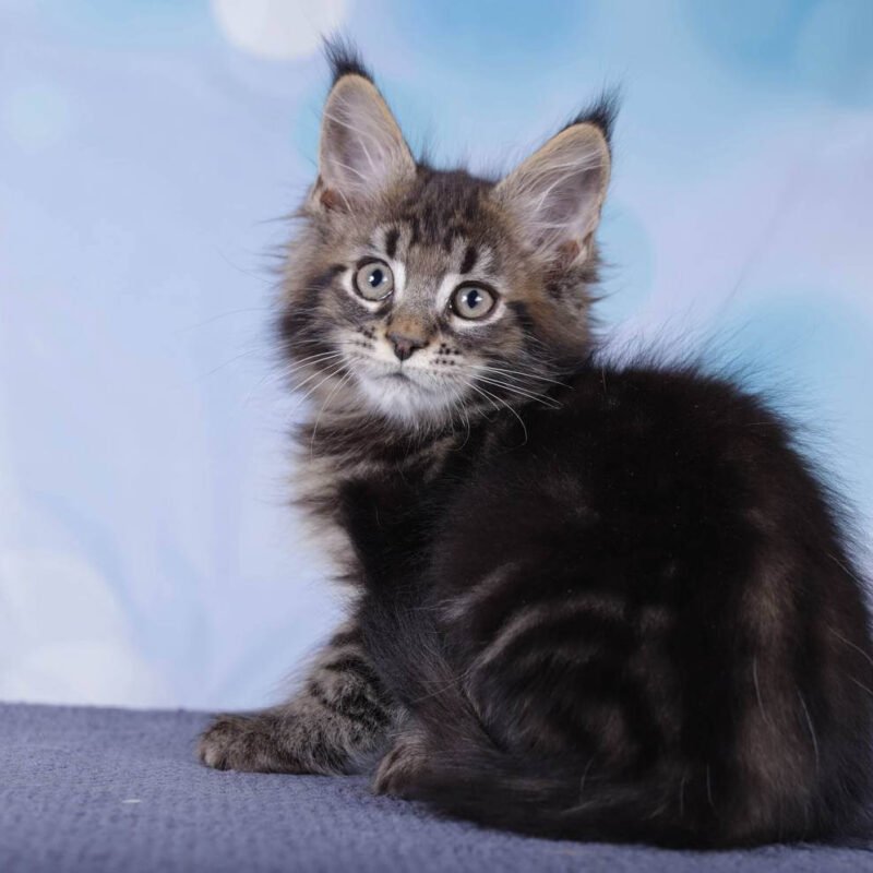 Fabian Maine Coon POLY Black Tabby Male