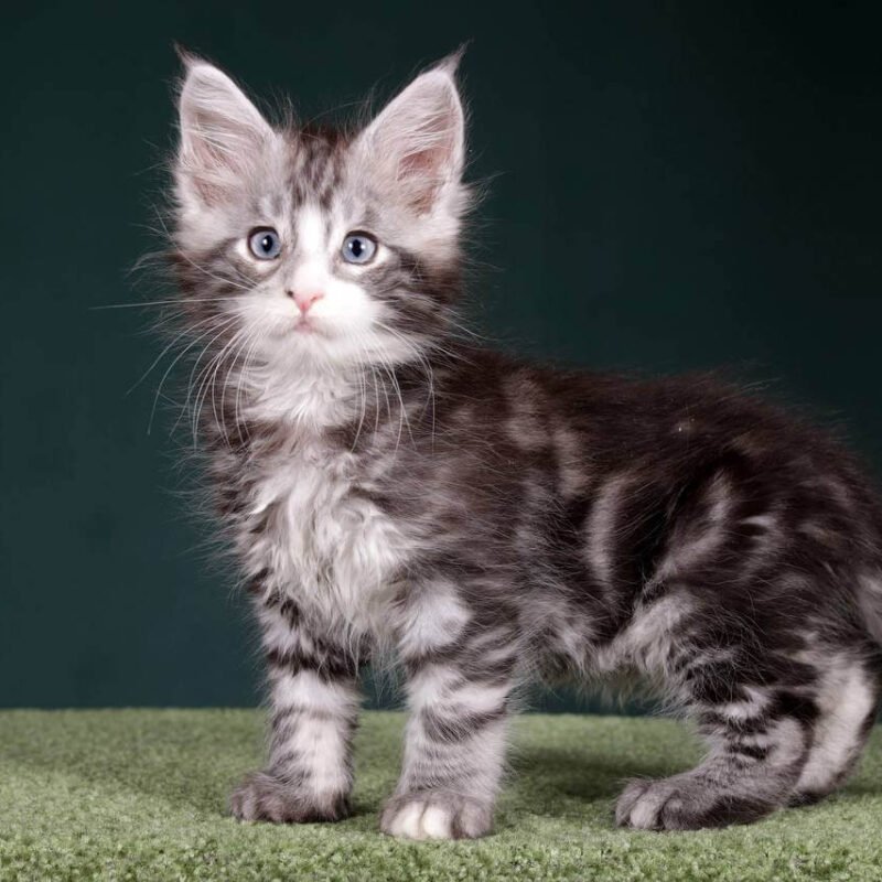 maine coon kittens for sale $500​