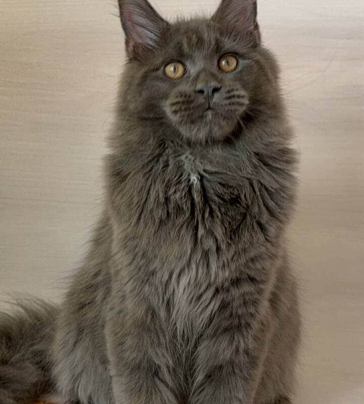 maine coon kittens for sale baltimore​