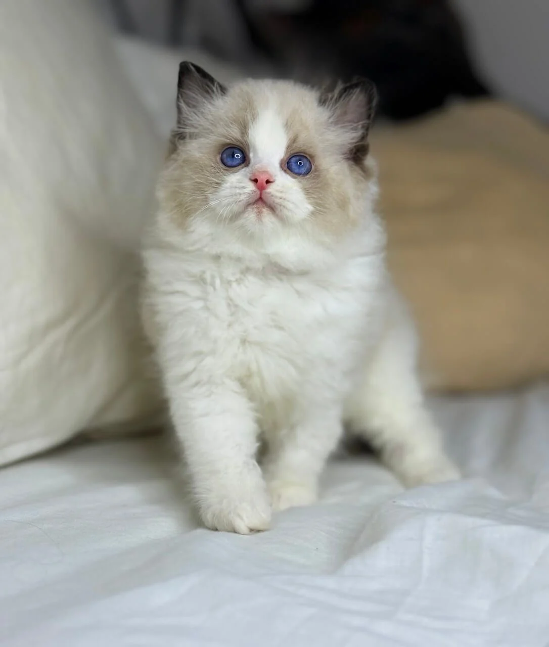 Leon Ragdoll Seal Male - Image 4