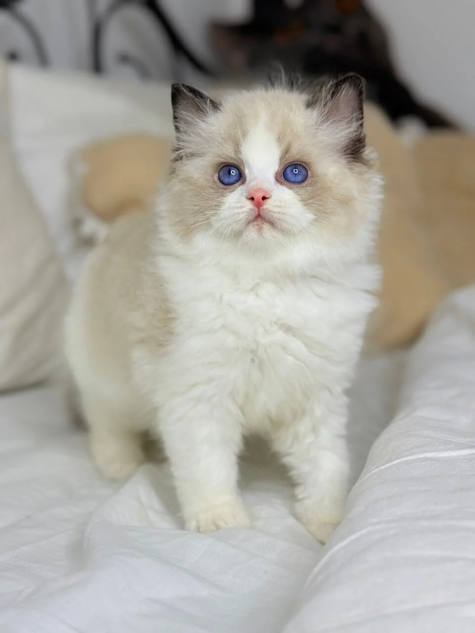 Leon Ragdoll Seal Male - Image 2