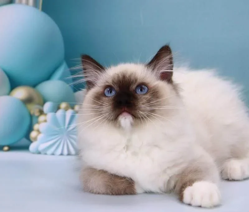 ragdoll kittens price