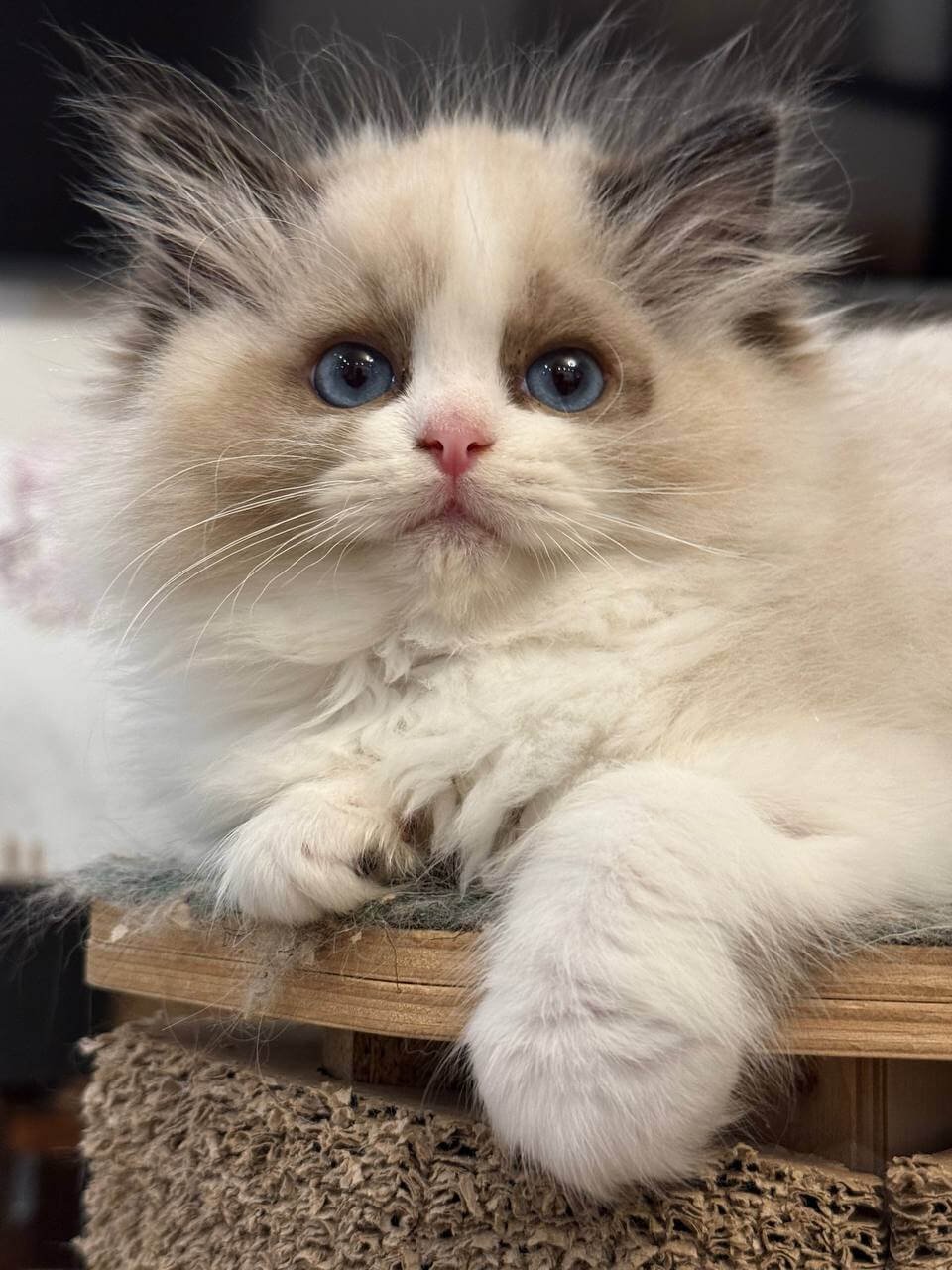 Talisman Ragdoll Seal Female - Image 3