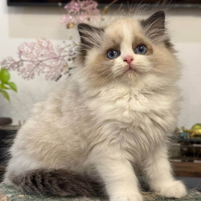 seal point ragdoll kittens for sale​