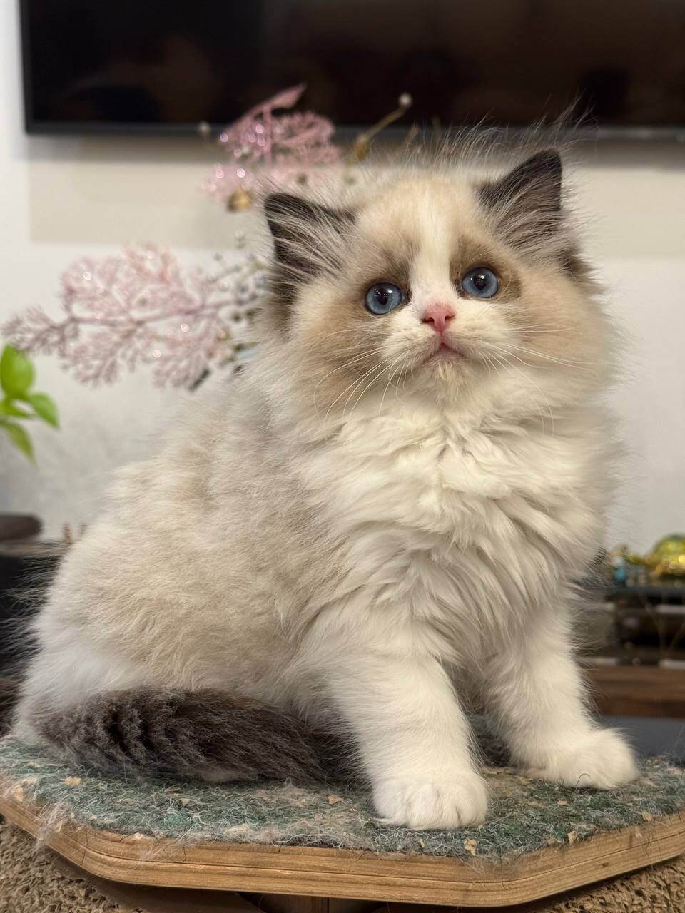 seal point ragdoll kittens for sale