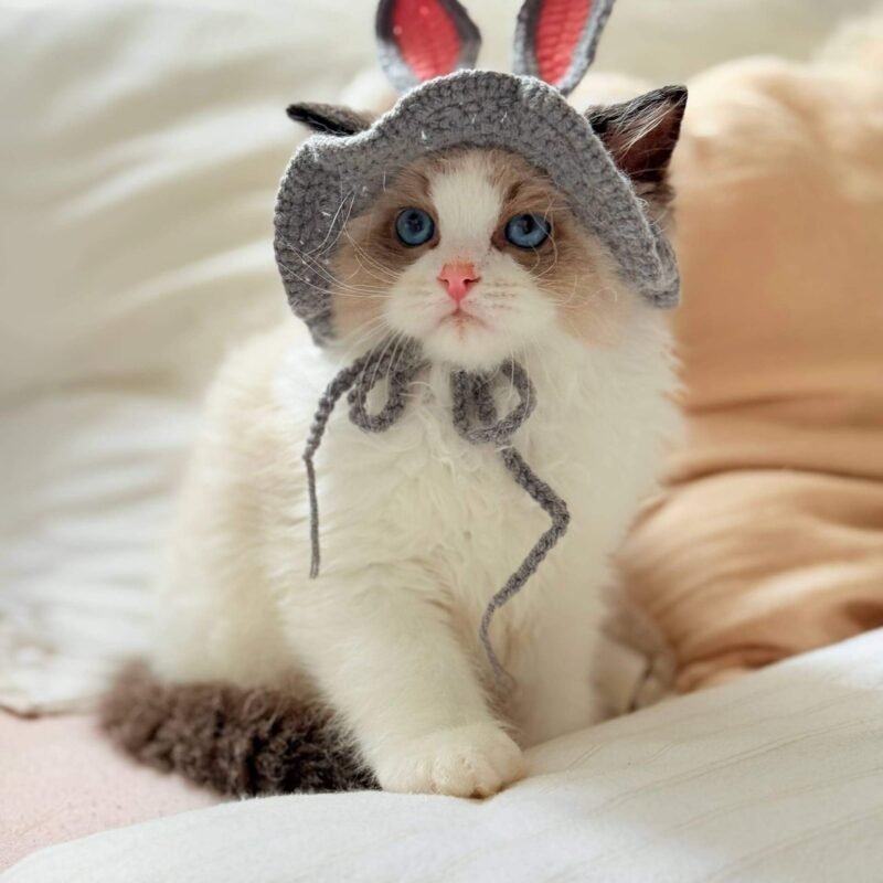 seal point ragdoll kittens for sale​