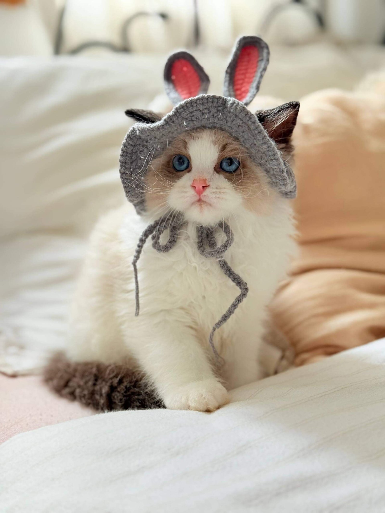 seal point ragdoll kittens for sale