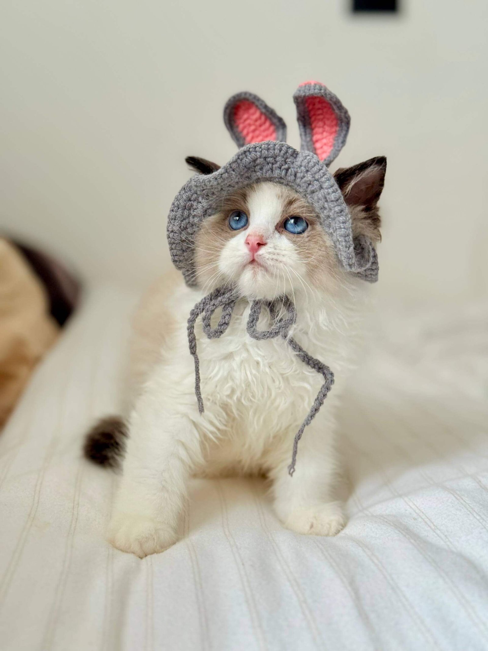 Leon Ragdoll Seal Male - Image 5