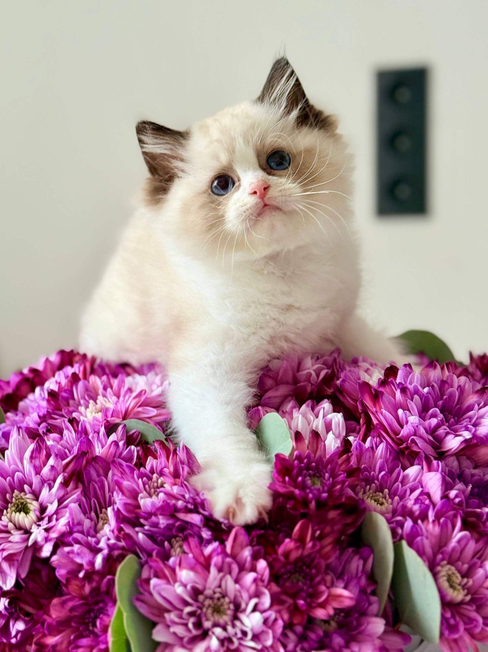 Lina Ragdoll Seal Female - Image 3