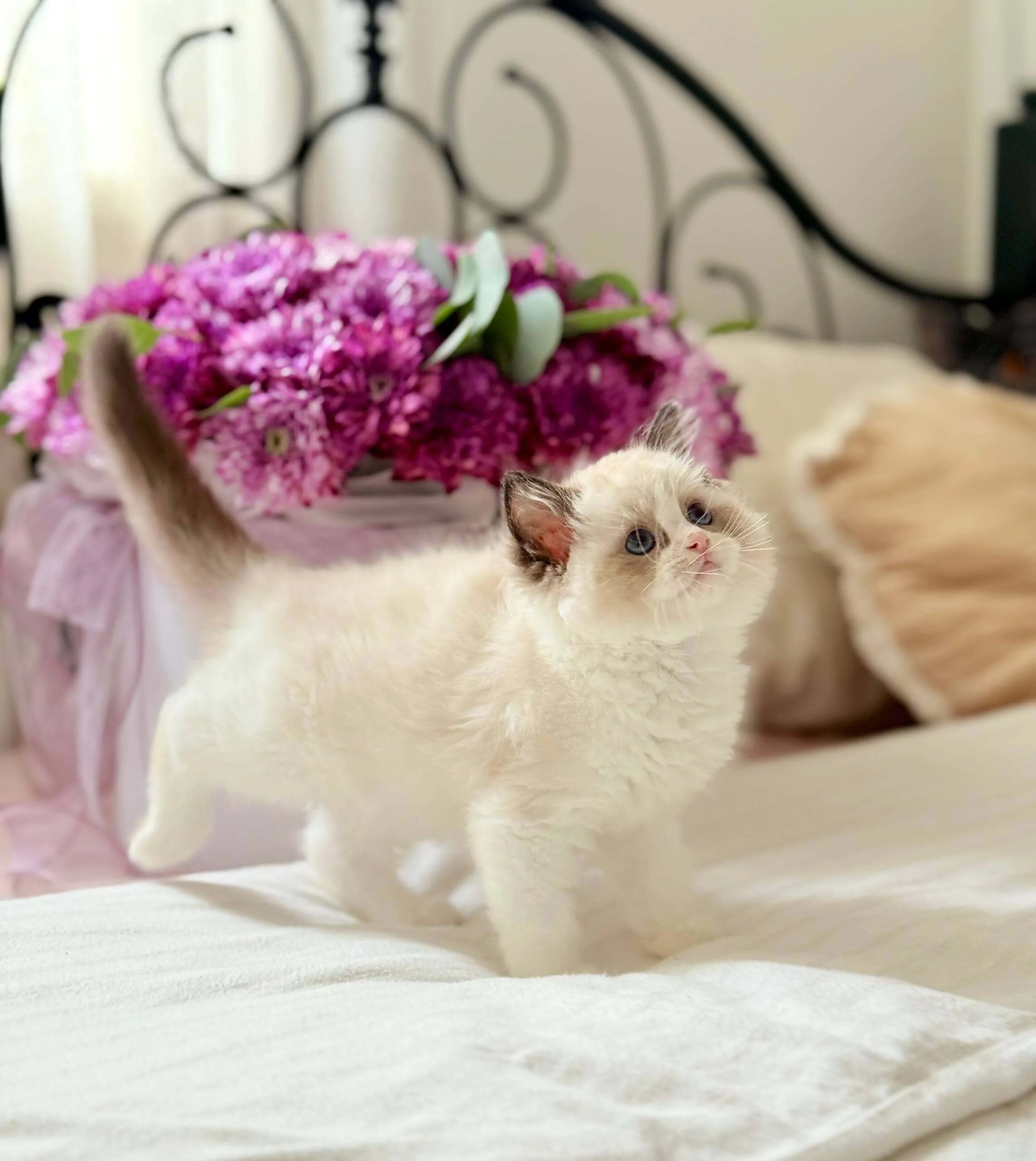 Lina Ragdoll Seal Female - Image 6