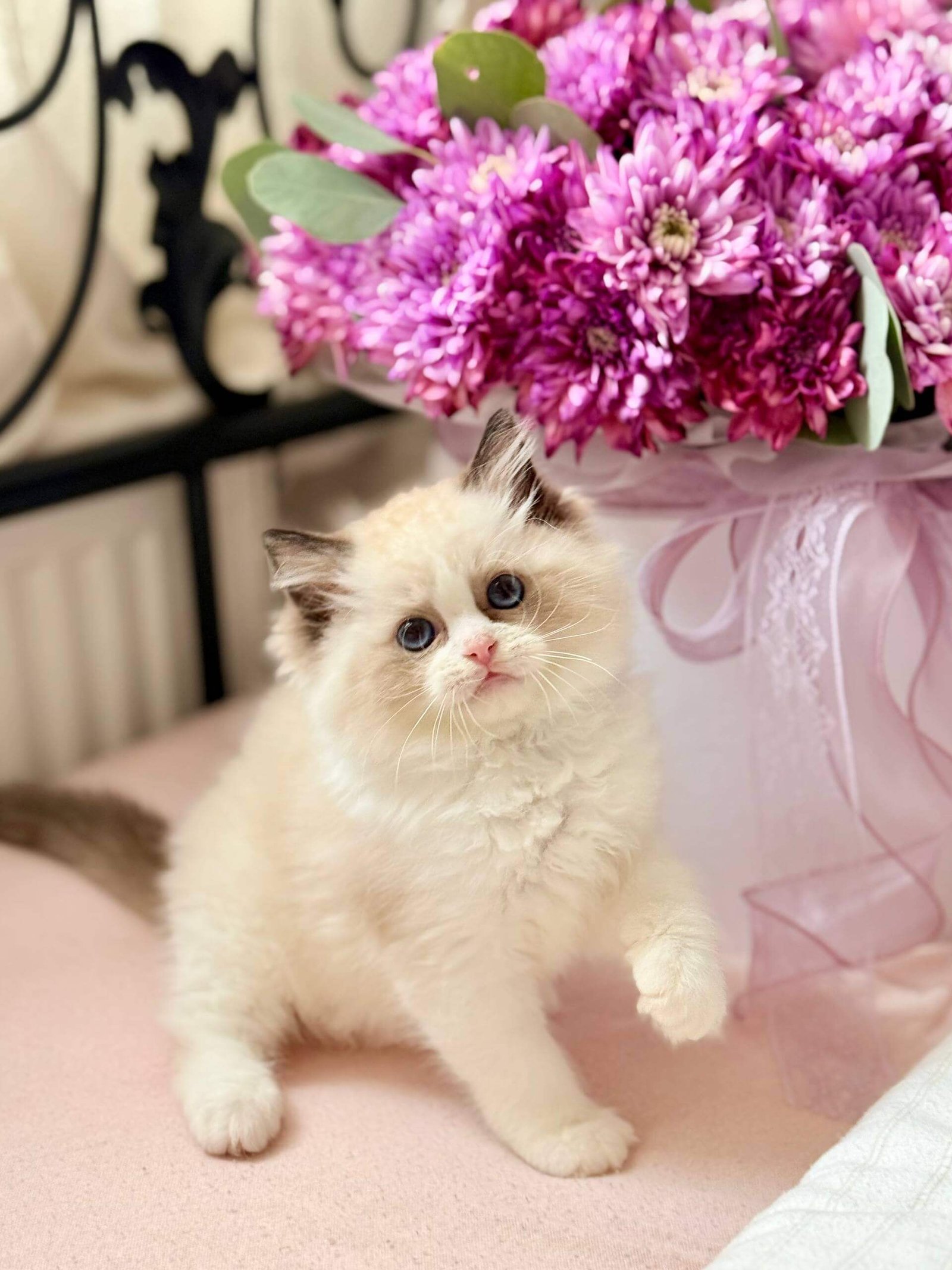 Lina Ragdoll Seal Female - Image 2