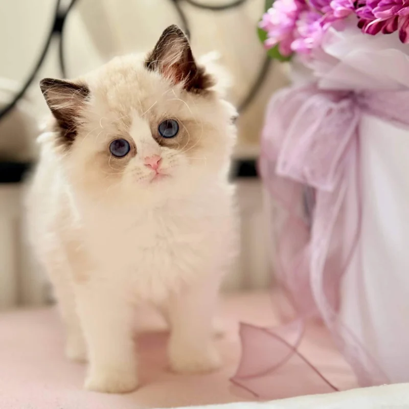 seal point ragdoll kittens for sale​