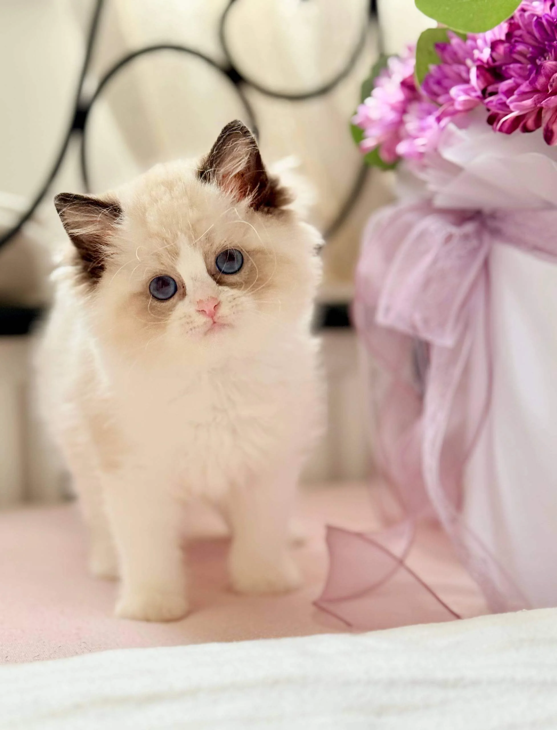seal point ragdoll kittens for sale