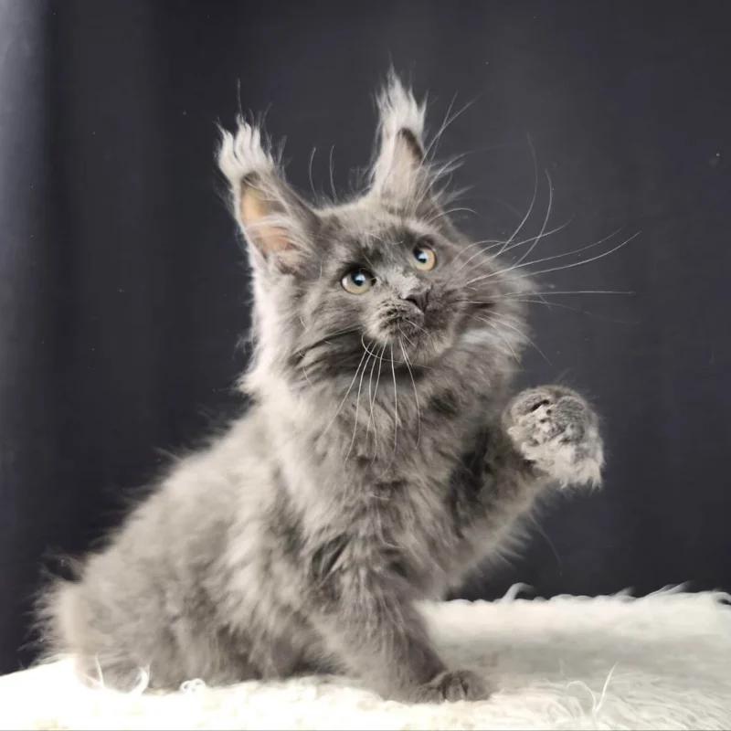 maine coon breeders los angeles​