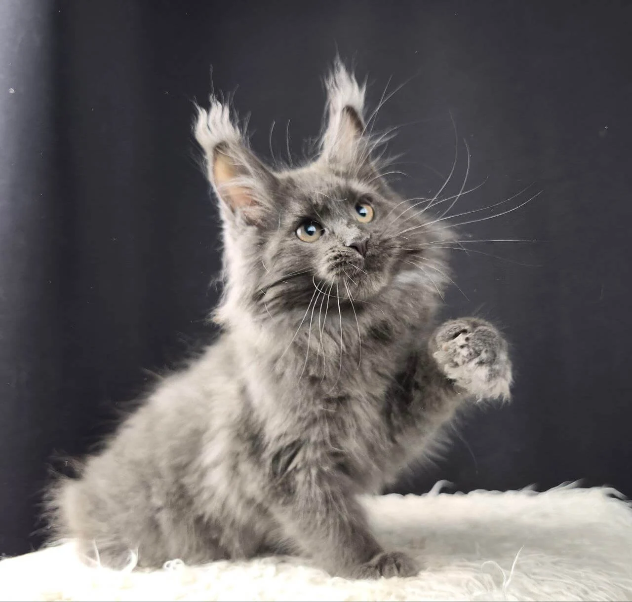 maine coon breeders los angeles