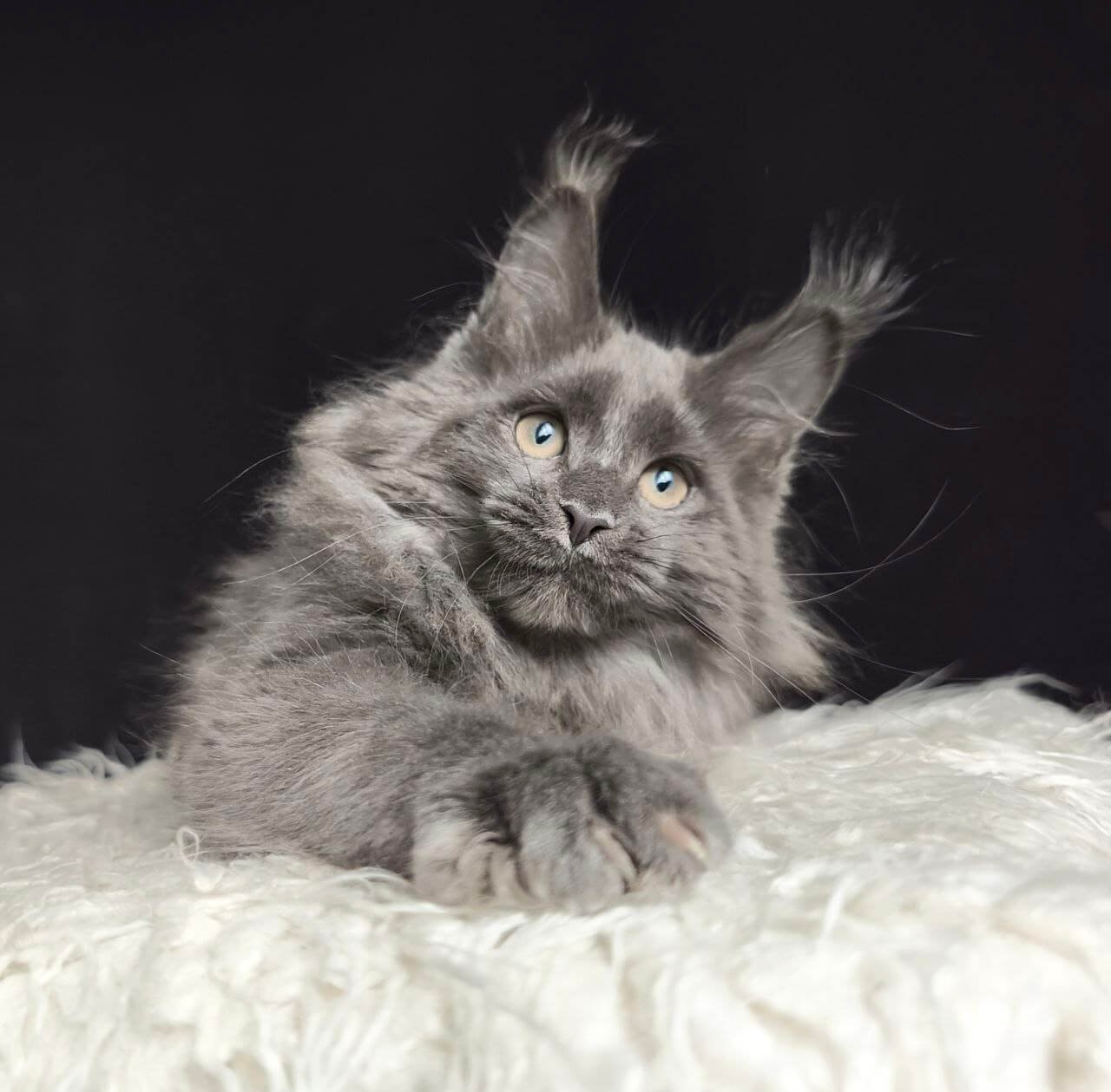 Kayshi Maine Coon Blue Silver Male - Image 5