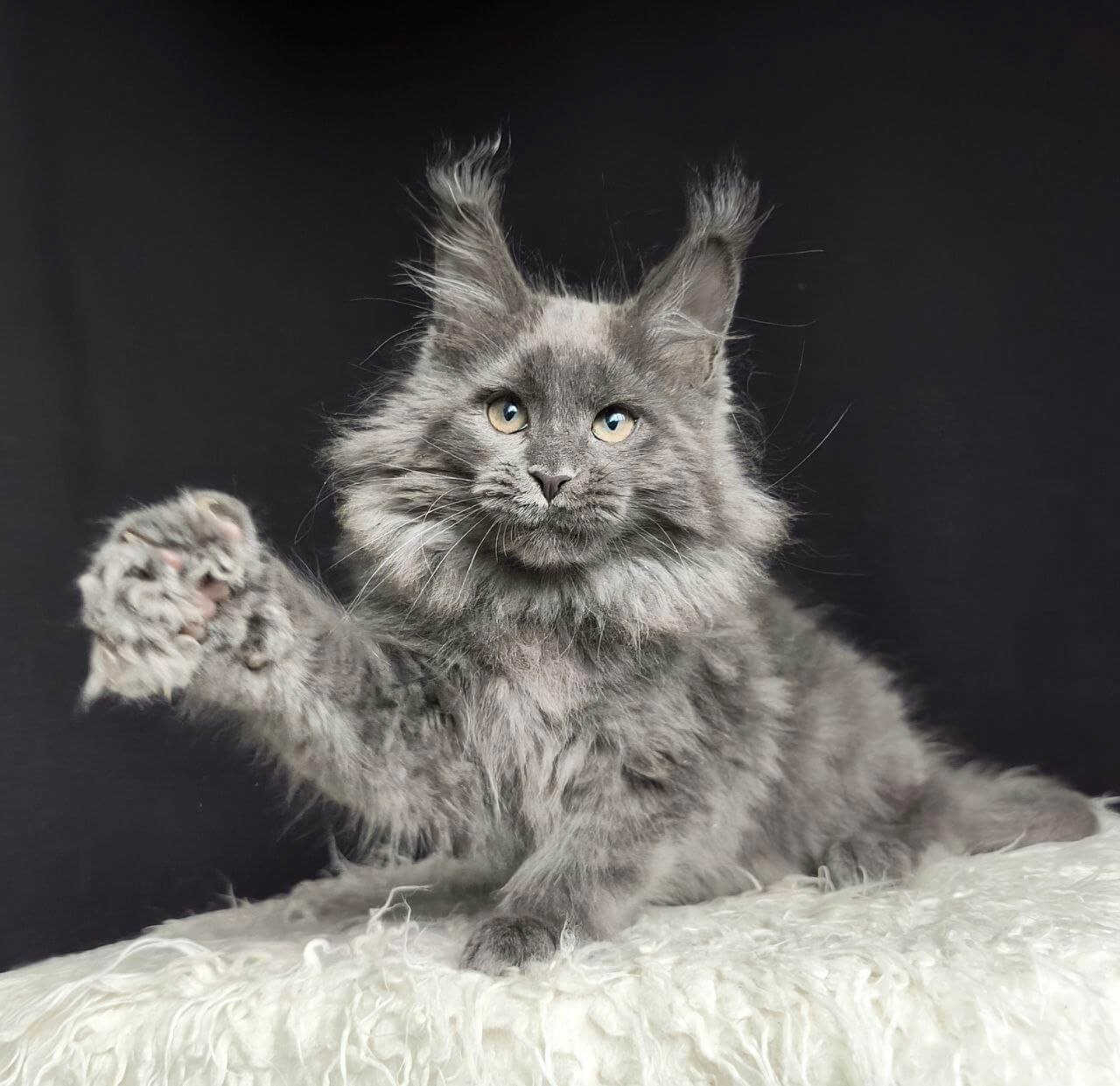 Kayshi Maine Coon Blue Silver Male - Image 2
