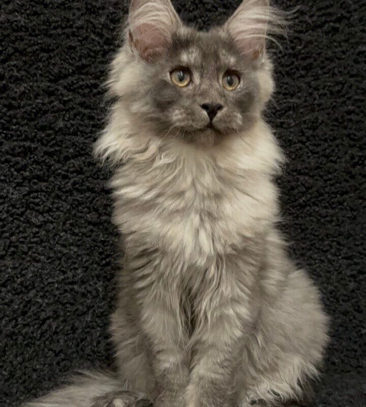 maine coon los angeles