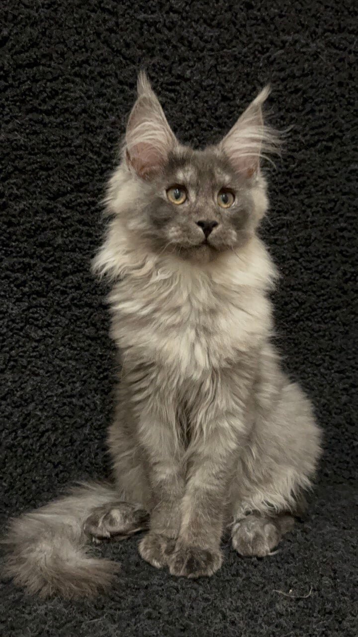 maine coon los angeles