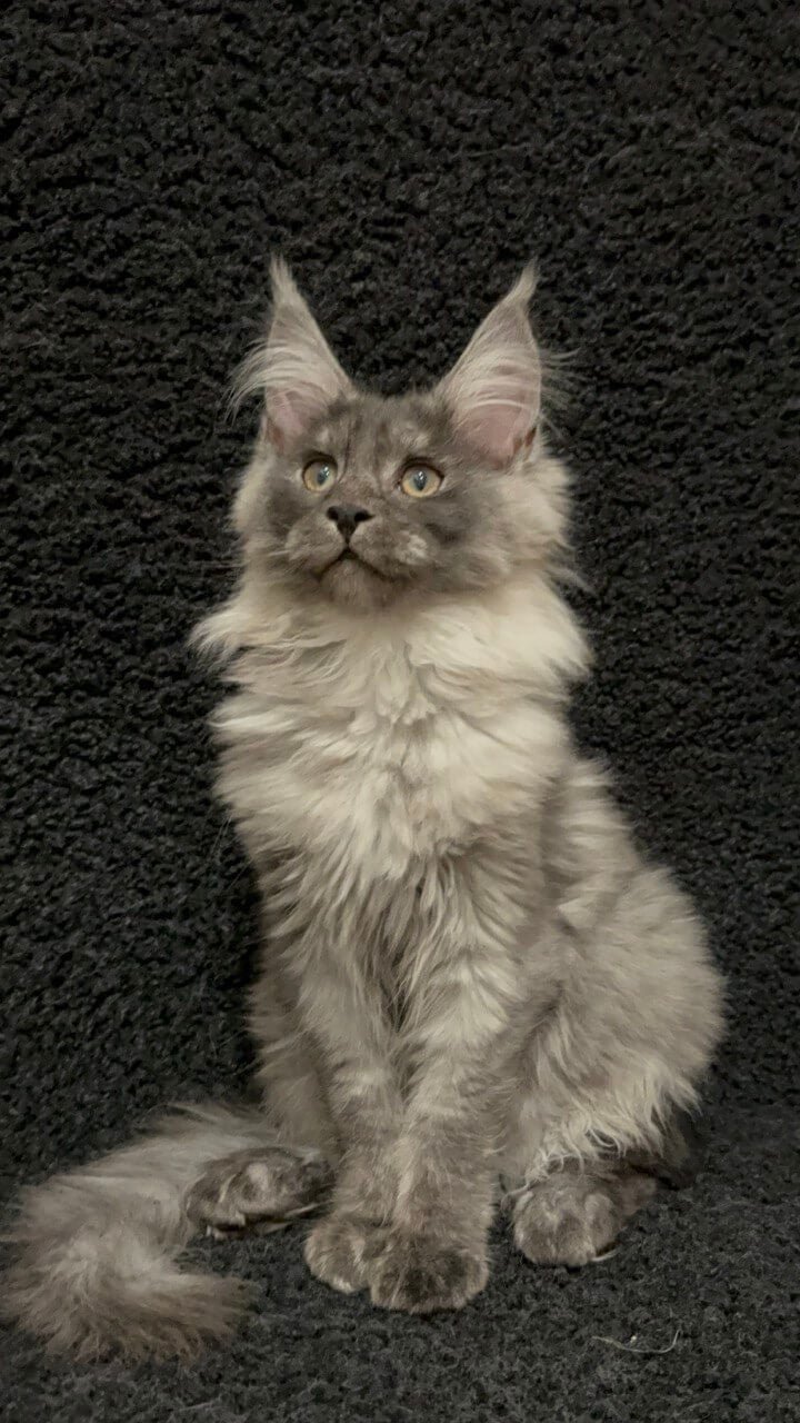 Rada Maine Coon Black Smoked Female - Image 4