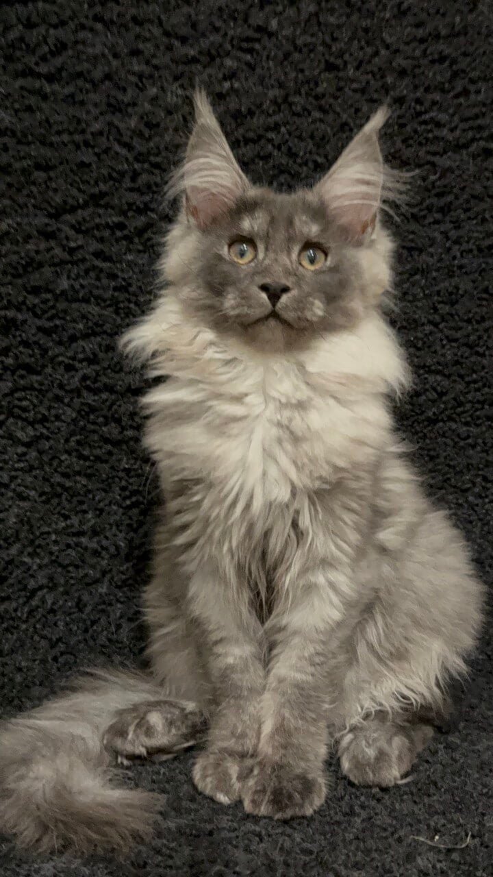 Rada Maine Coon Black Smoked Female - Image 5