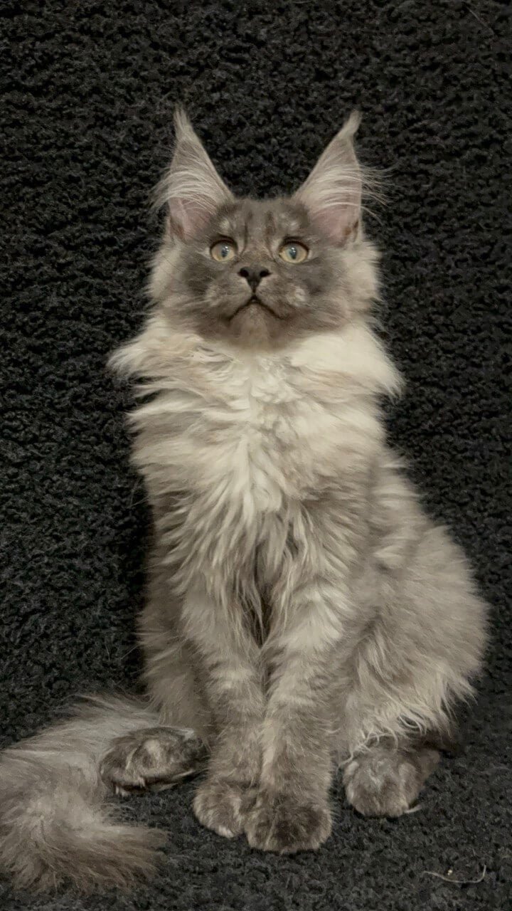 Rada Maine Coon Black Smoked Female - Image 2