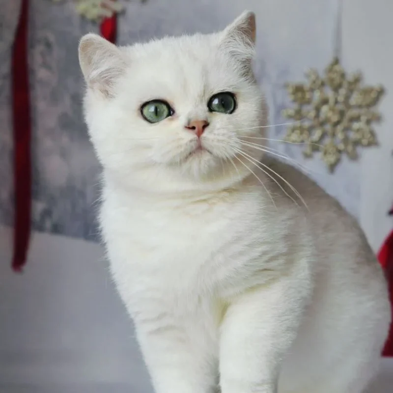 Hugo British Shorthair Black Silver