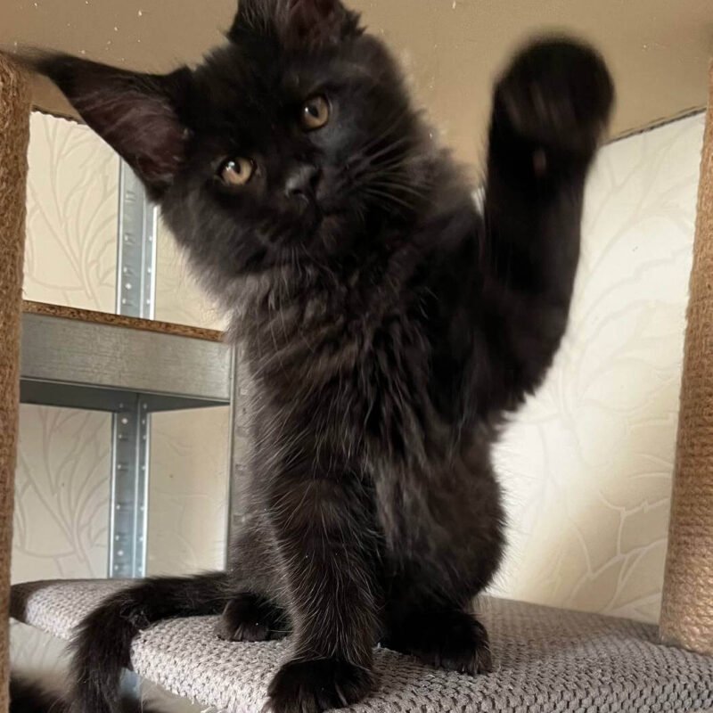 Gizmo Maine Coon Black Male