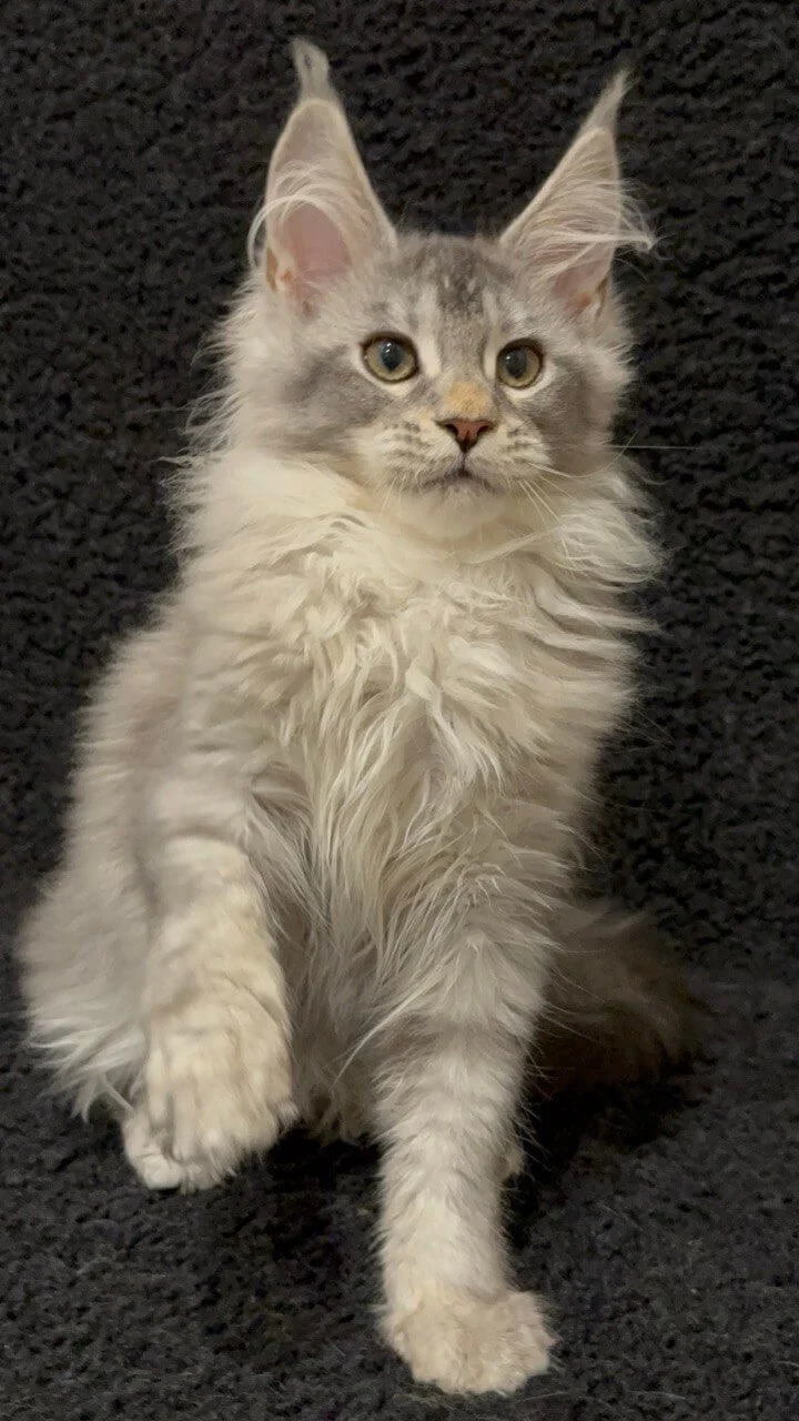 Rita Maine Coon Blue Female - Image 3