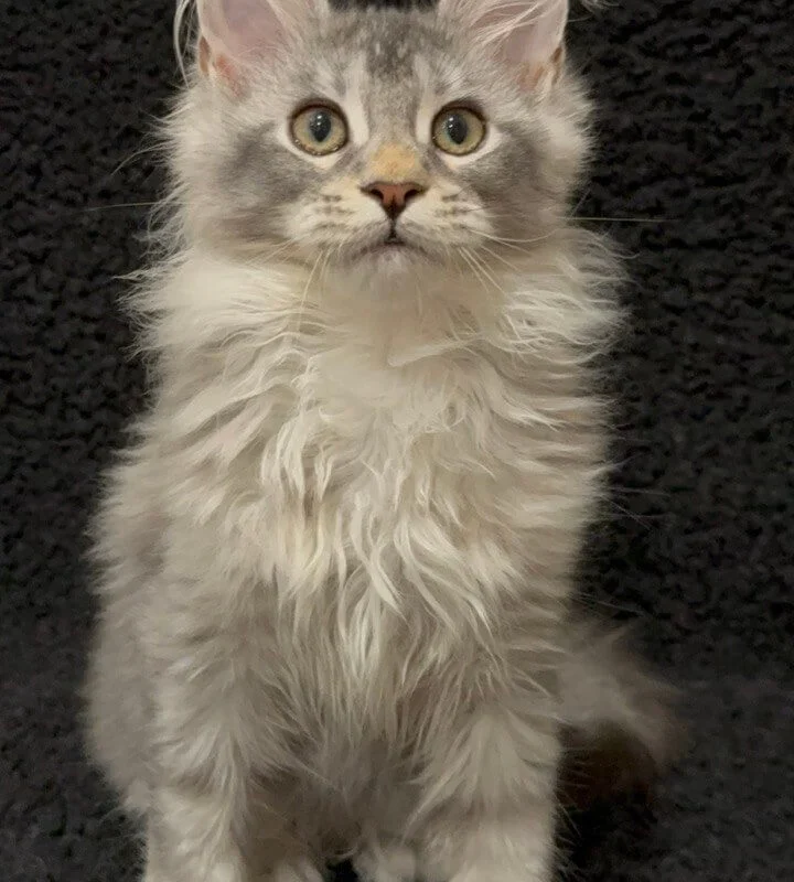 maine coon kittens los angeles​