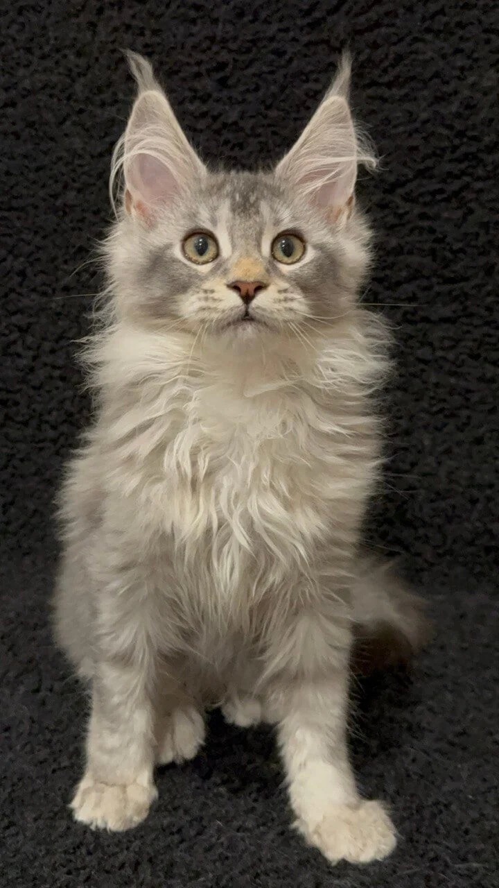 maine coon kittens los angeles