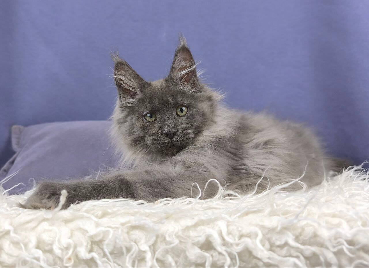 Nats Maine Coon POLY Blue Silver Male - Image 3