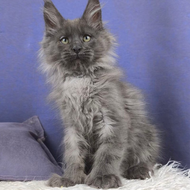 maine coon cat for sale los angeles​