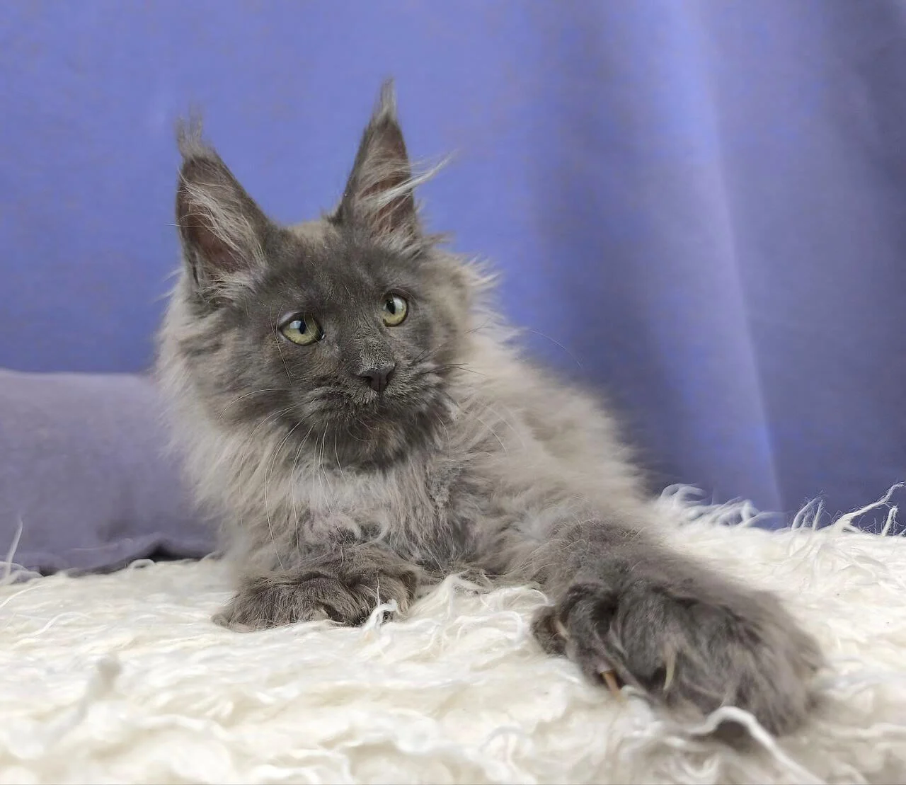 Nats Maine Coon POLY Blue Silver Male - Image 5