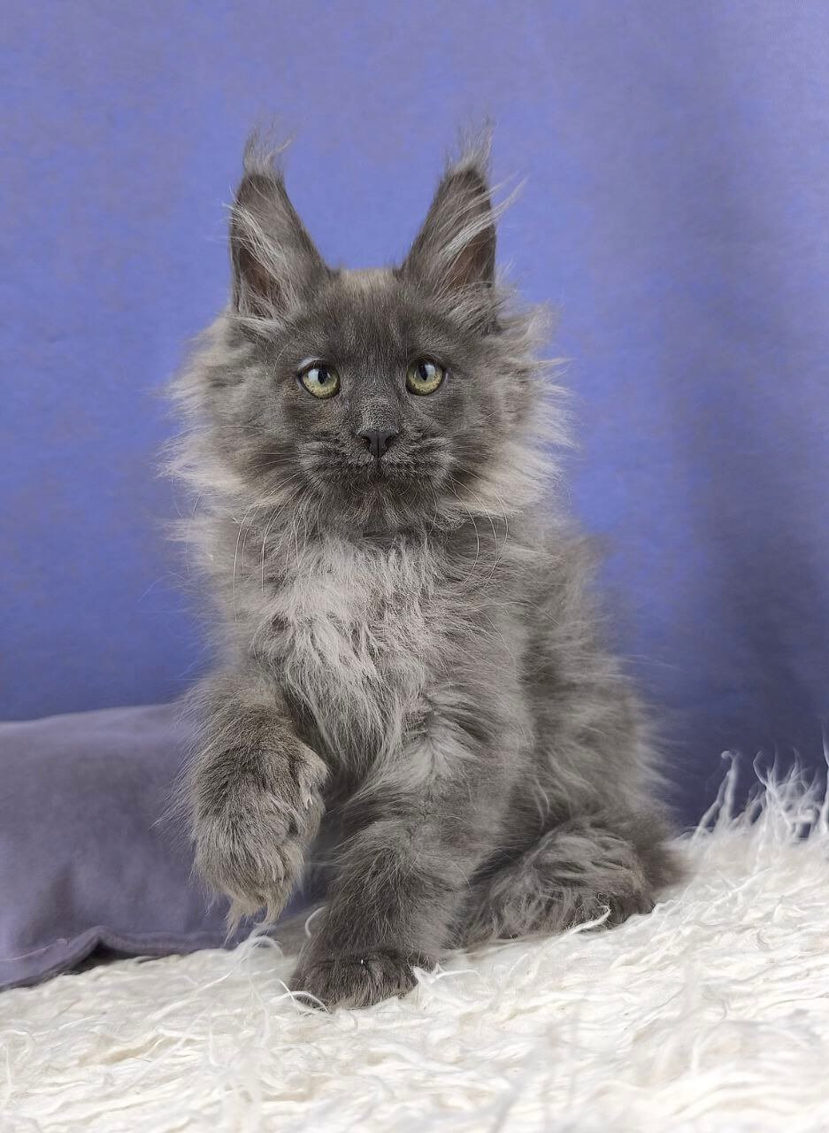 Nats Maine Coon POLY Blue Silver Male - Image 2