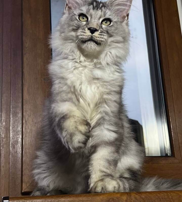 Arai Maine Coon Black Silver Male