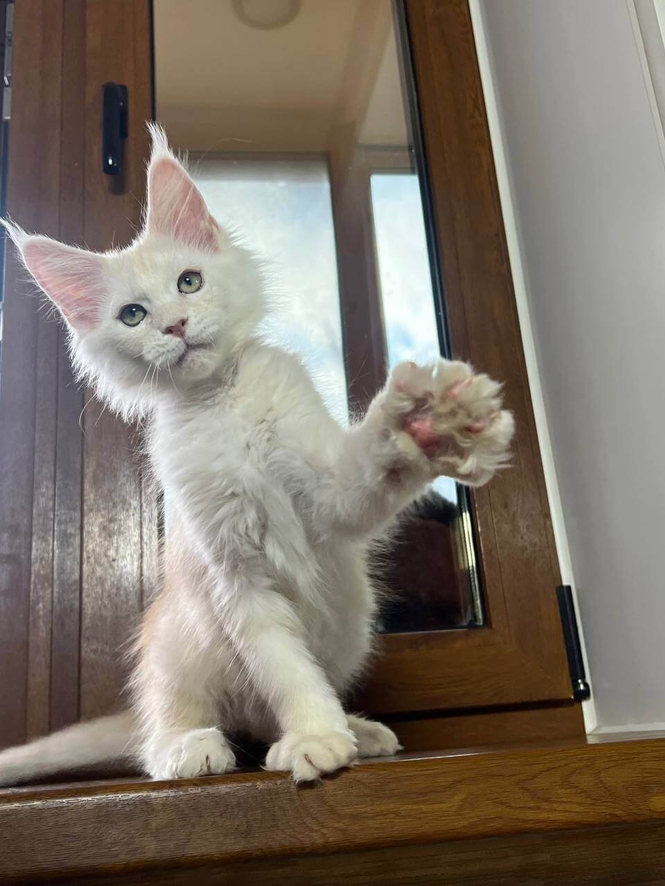 Shustrik Maine Coon Red Male - Image 3