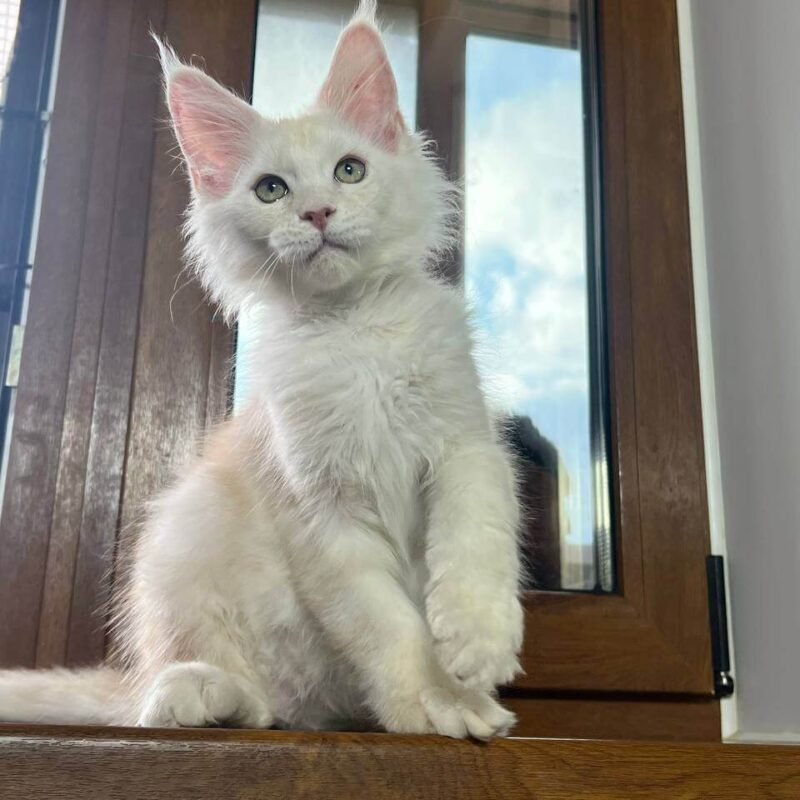 Shustrik Maine Coon Red Male