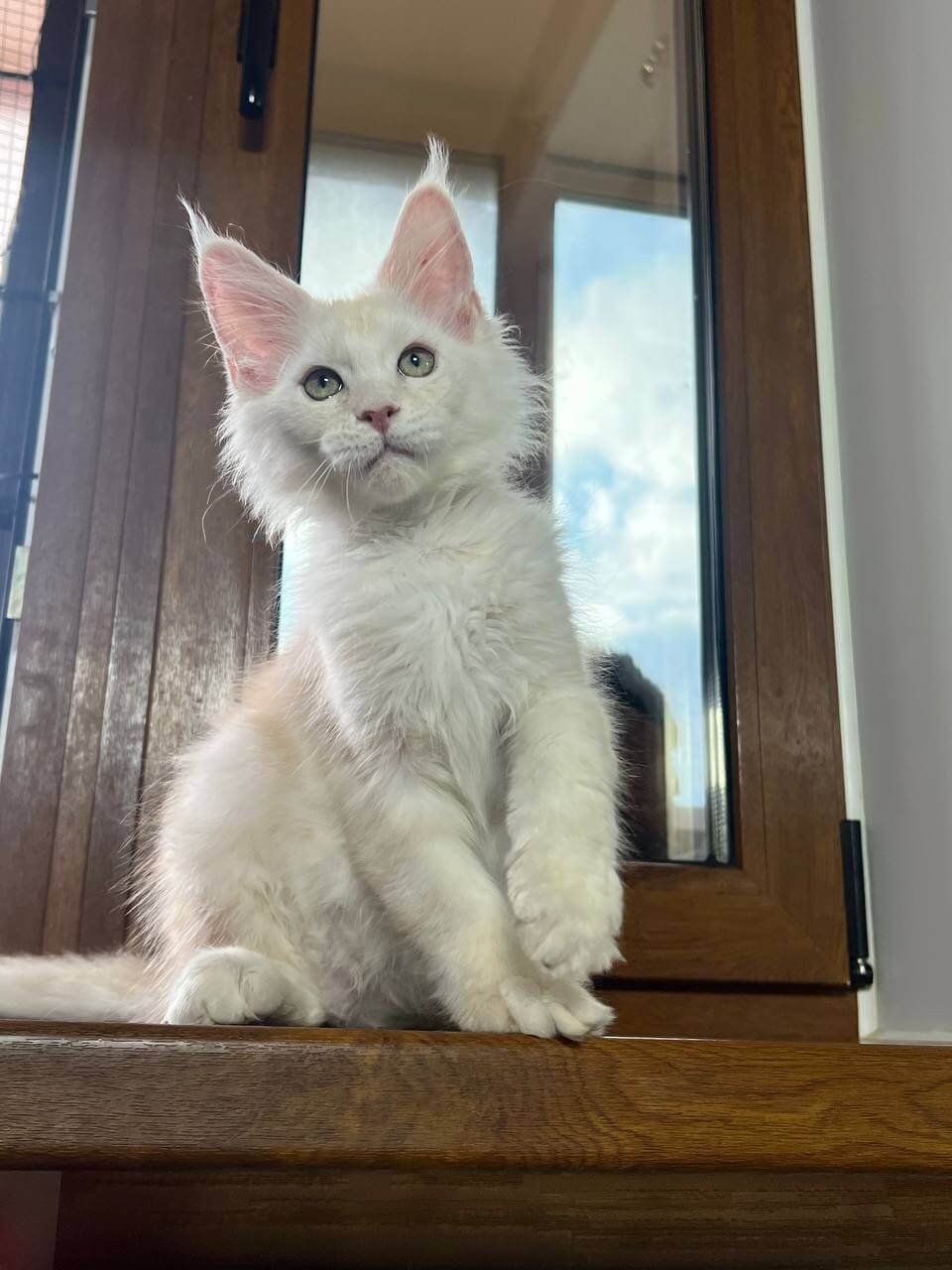 Shustrik Maine Coon Red Male