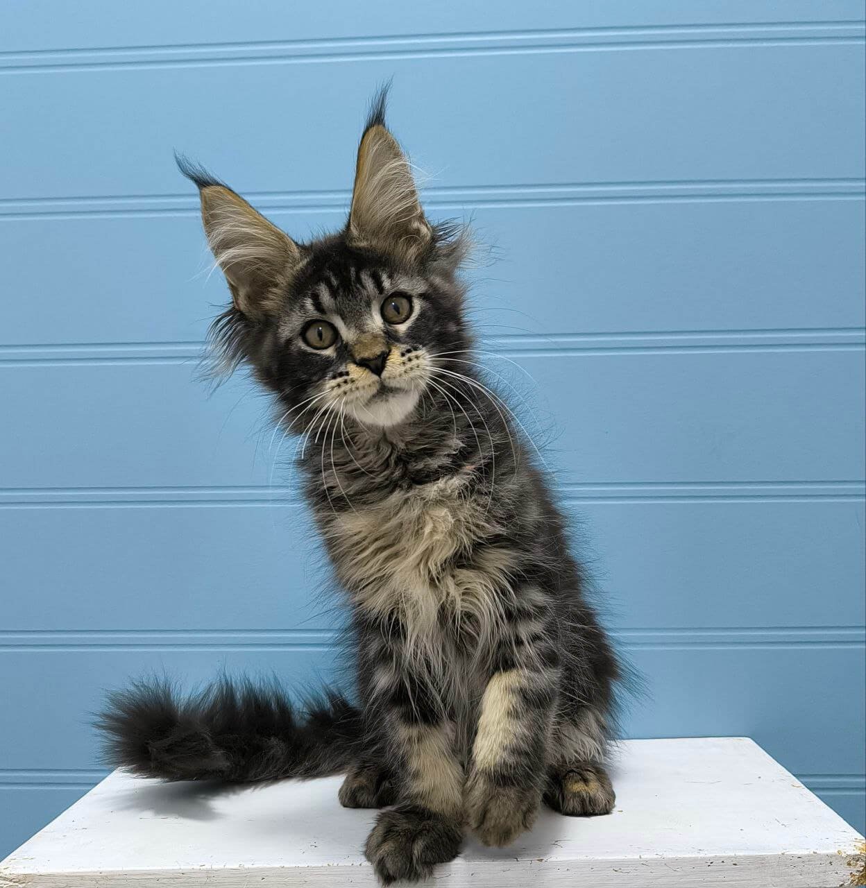 Kyron Maine Coon Black Tabby Male - Image 4