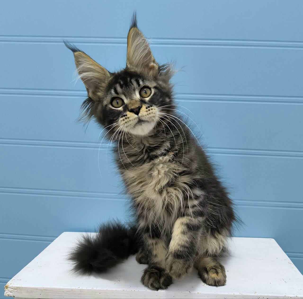 Kyron Maine Coon Black Tabby Male