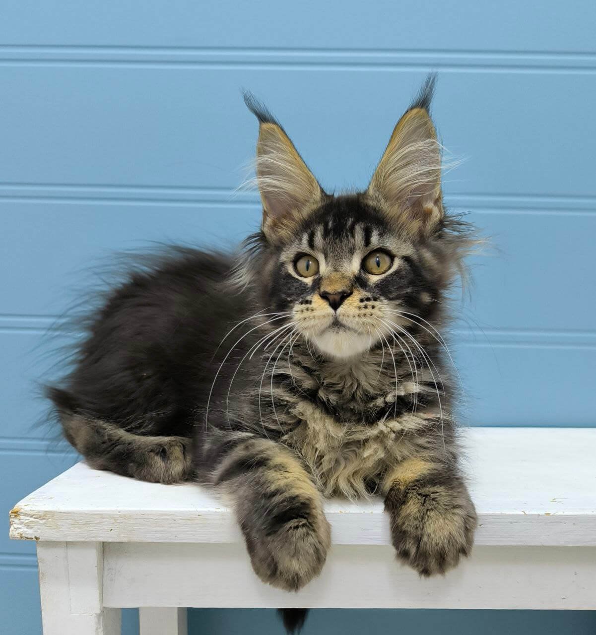 Kyron Maine Coon Black Tabby Male - Image 2