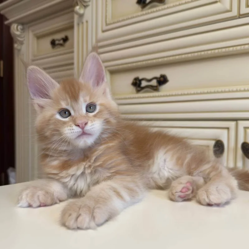 Leo Maine Coon Red Male