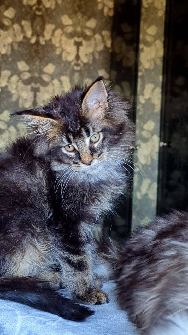 Cazanova Maine Coon Black Ticked Male - Image 4