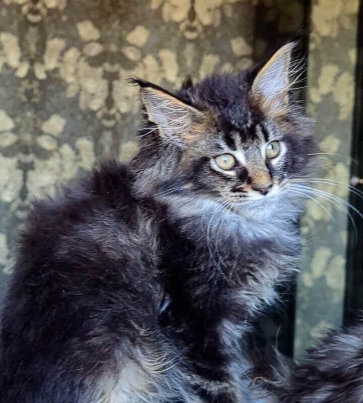 Cazanova Maine Coon Black Ticked Male