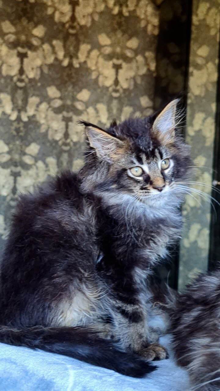 Cazanova Maine Coon Black Ticked Male